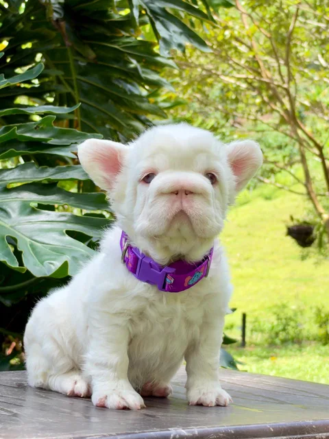 Hembra bulldog francés Pink de pelaje blanco crema y collar violeta en un jardín, fotografía real del propietario